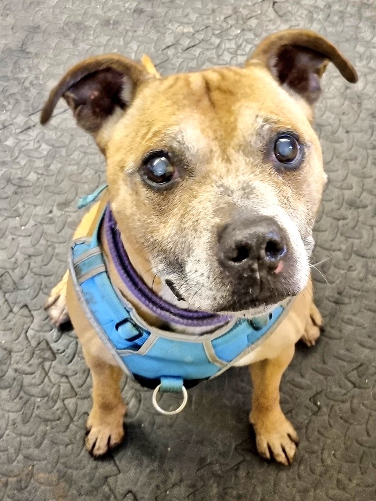 Mutley @SeniorStaffy
SEX: Male 
AGE: 12
LOCATION: In foster, Cheshire. 
TEMPERAMENT: Happy, Friendly, Cheeky and Vocal. 
CHILDREN: 12 years plus 
DOGS: Could possibly live with a smaller/similar-sized dog after several introductions. 
CATS: No
seniorstaffyclub.co.uk/adopt-a-staffy… #rehomehour