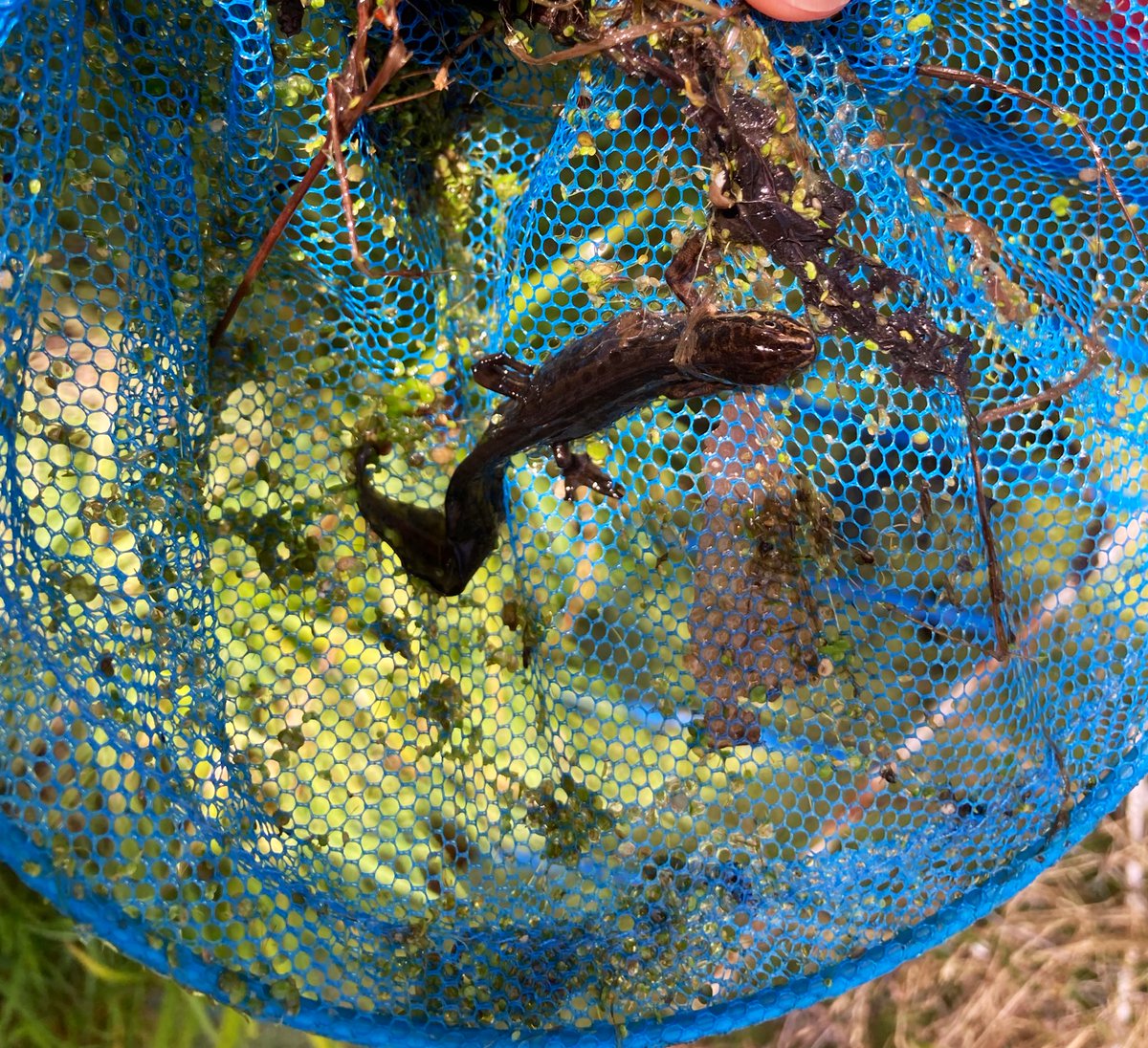 Checking out the inhabitants of our school pond at lunchtime. #newts