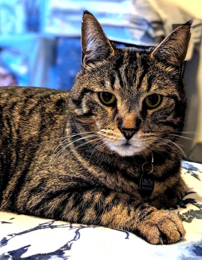 🎉🎈🎊HANDSOME 9YO SENIOR BROWN TABBY KITTY 'LITTLE ONE' HAS BEEN ADOPTED!🎉🎈🎊 ➡ gocatrescue.org/gocr_cat/littl… ❤THANK YOU 4 SHARING❤ #RehomeHour #US #CATS