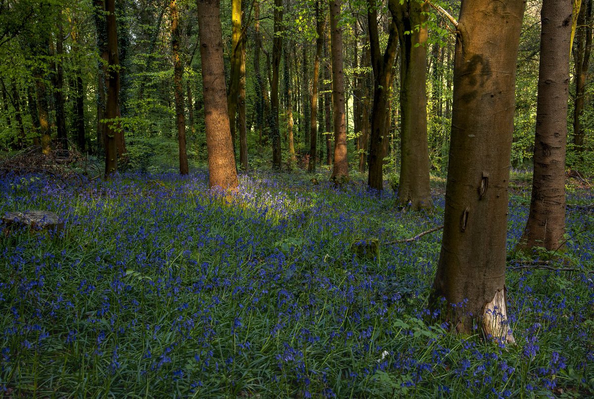 Thought I would join the bluebell party,

@lovefordorset @itvweather @OutdoorPhotoMag @nikonownermag @VanguardPhotoUK @itvmeridian @big_ @AlexisGreenTV @BBCSouthWeather @SigmaImagingUK @AP_Magazine @Picfair @TelegraphPics @DorsetExplore @NikonD850