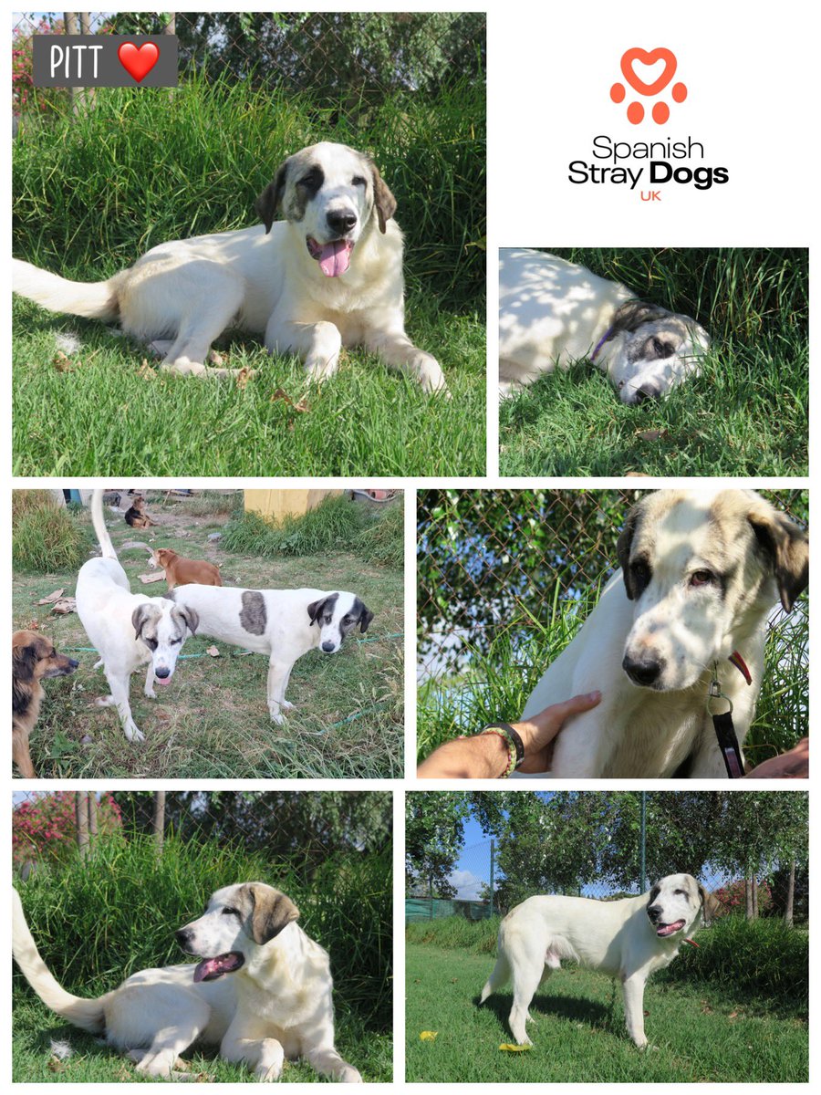 PITT – HAPPY BOY🧡 Arrived + sister Jolie. Belonged to man who doesn’t take good care of dogs, leaves them to fend for themselves, regularly look for company, end up on streets. They’re very sociable. Adoptions@spanishstraydogs.org.uk spanishstraydogs.org.uk/dog/pitt/ #rehomehour