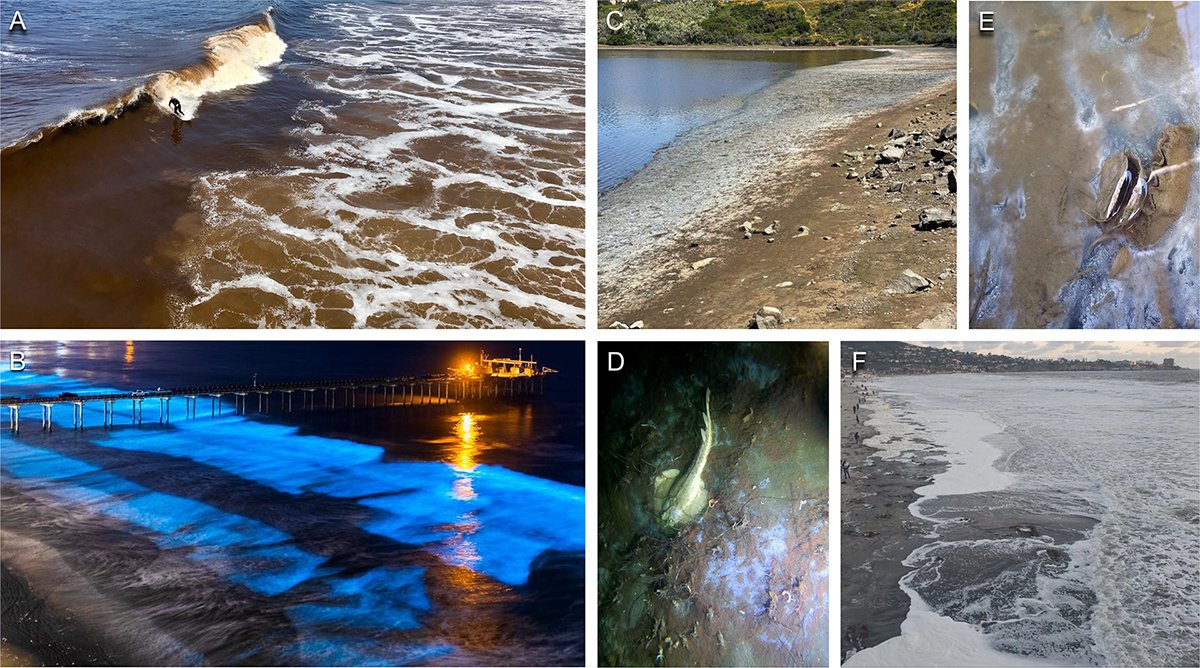 Remember the historic 2020 #RedTide off Southern California? In a new paper, Scripps alum @factskelton and a team of Scripps scientists uncover the impacts of the event, including the documented deaths of thousands of fishes, invertebrates and seabirds. ⬇️ scripps.ucsd.edu/news/impacts-2…