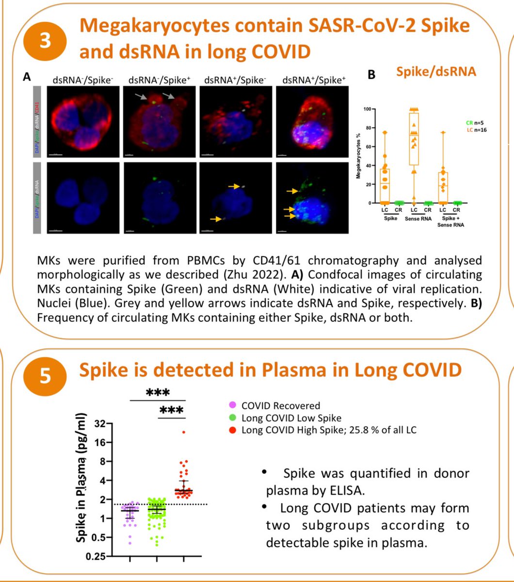 In #LongCovid, SARS-CoV-2 persists and replicates in MKs that in turn produce platelets containing virus. Circulating spike might be an additional sign of viral persistence that could serve as a Long COVID biomarker. The persistence of the virus could lead to abnormal platelet…