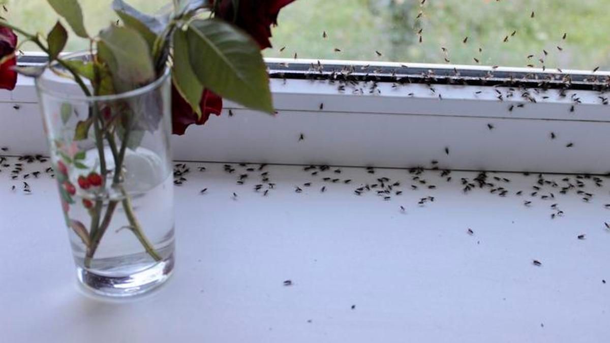 Bildiğiniz tüm yöntemleri unutun! Karıncalardan kurtulmanın en basit yolu! Bu kokudan resmen kaçıyorlar buff.ly/4aTwpRh