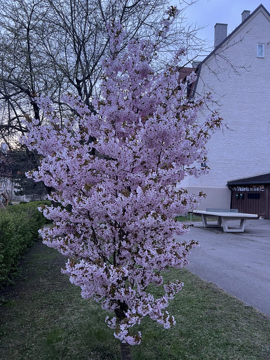 🌸 🌼⚽️ Blomster og lyden av fotball som spretter i bakken i bakgården. Lufta er lun og himmelen er fortsatt lys. Våren på landet midt i byen. Oslo 30.april 2024.