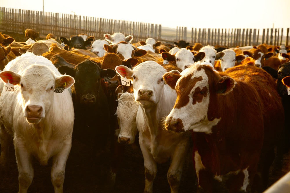 Feedlot verification program ongoing. albertafarmexpress.ca/livestock/beef…