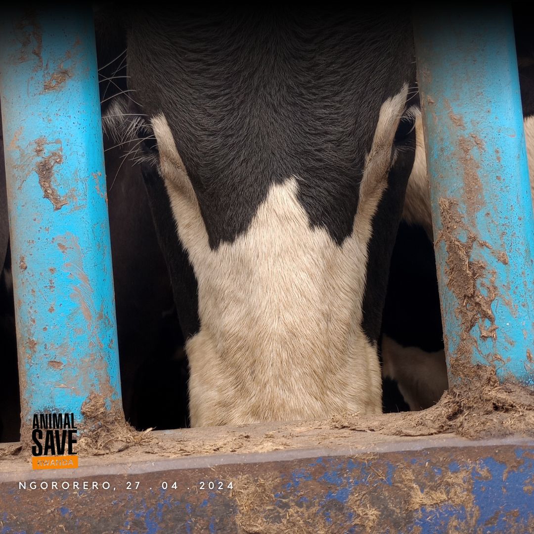 animalsaverwa's tweet photo. Eating animals means condemning the innocents to a brutal death!
Please stop paying for their slaughter! Go vegan and
Join us in our next vigil.
#animalsavemovement #animalsave
#animalalliancenetwork #animals #vegan https://t.co/aFBL998DKY