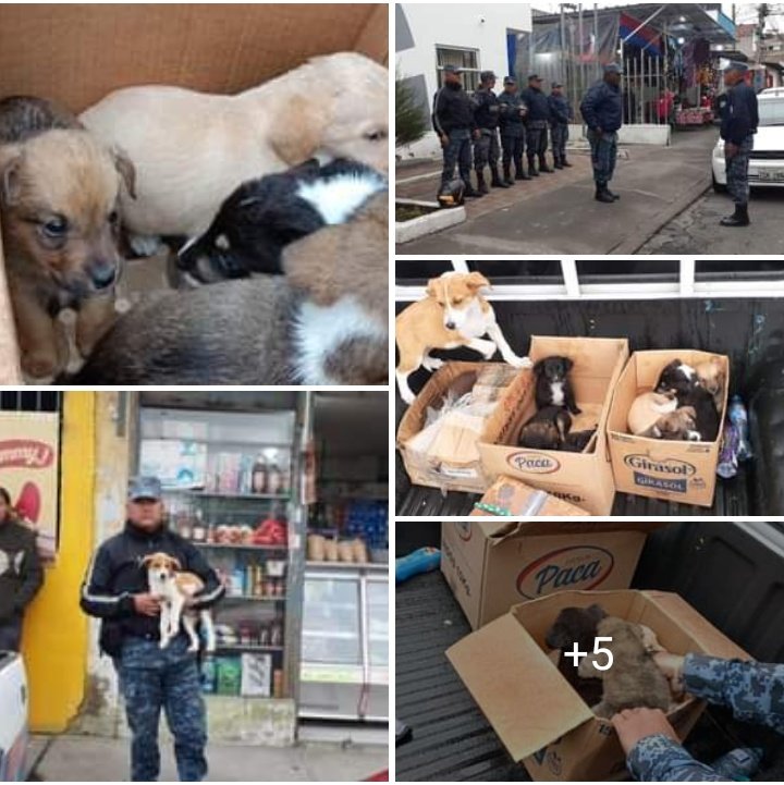 #Riobamba Operativo en Mercado La Esperanza, 32 perros y 4 gatos incautados. 5 personas citadas para iniciar proceso sancionador. Excelente!  No paren hasta acabar con estos explotadores, venta ilegal       @johnvinueza