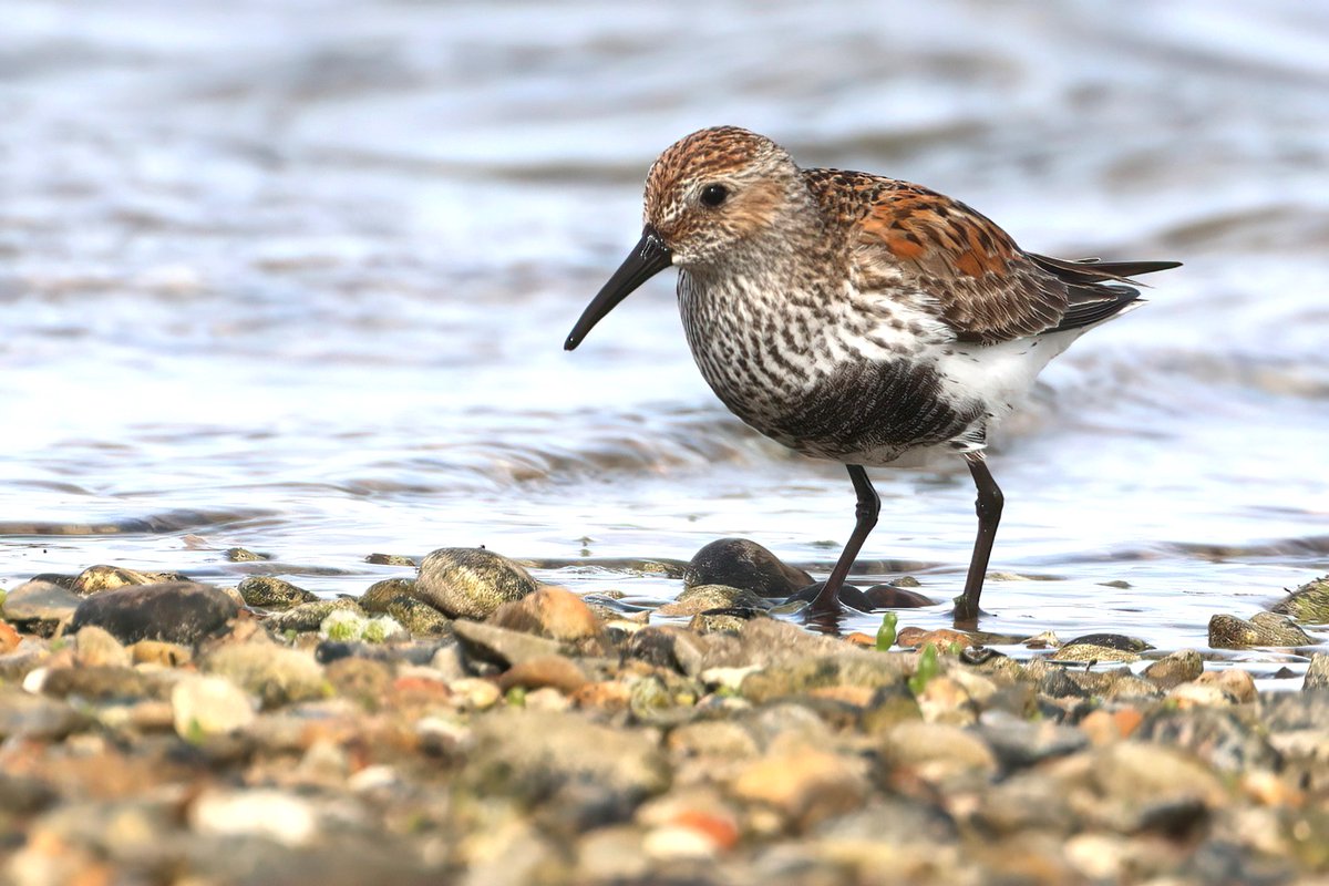 Nice to see the Dunlin at Ferrybridge yesterday, getting their summer plumage.