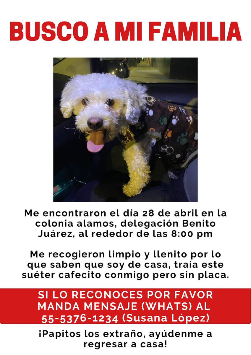 #perroperdido Se busca a su familia.
#colonialamos #benitojurez