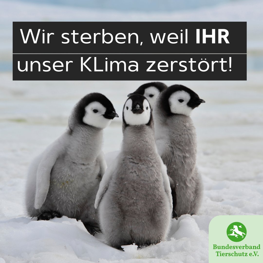 2023 sind tausende Pinguin-Küken infolge der zunehmenden Eisschmelze in der Antarktis verendet. Die antarktischen Sommer starten immer früher. Dies bedeutet ein Massensterben für die Pinguin-Küken, denn zu dem Zeitpunkt fehlt ihnen noch das wasserdichte Gefieder!! #pinguine