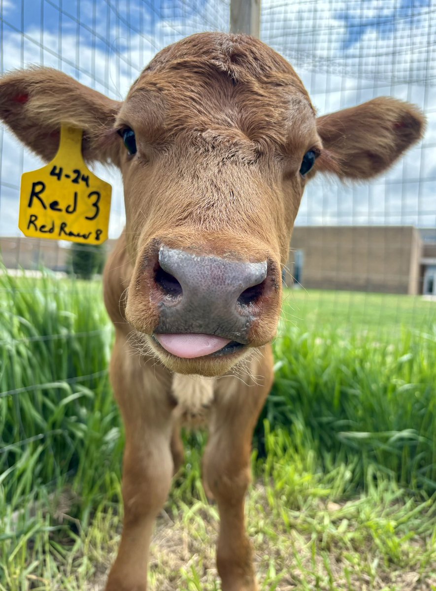 Anna Osten tweet media