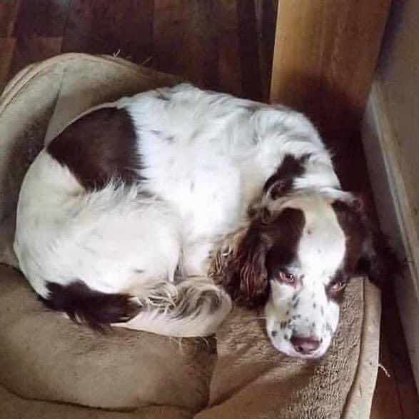 #SpanielHour SPROCKET #Stolen no CRN given 8/10/16 #Normanby #DN15 Her mum is still searching “My sprocket missing since 2016 I will never give up hope of getting her back she is missed every single day beyond belief. No words can describe the pain xxx” doglost.co.uk/dog-blog.php?d…