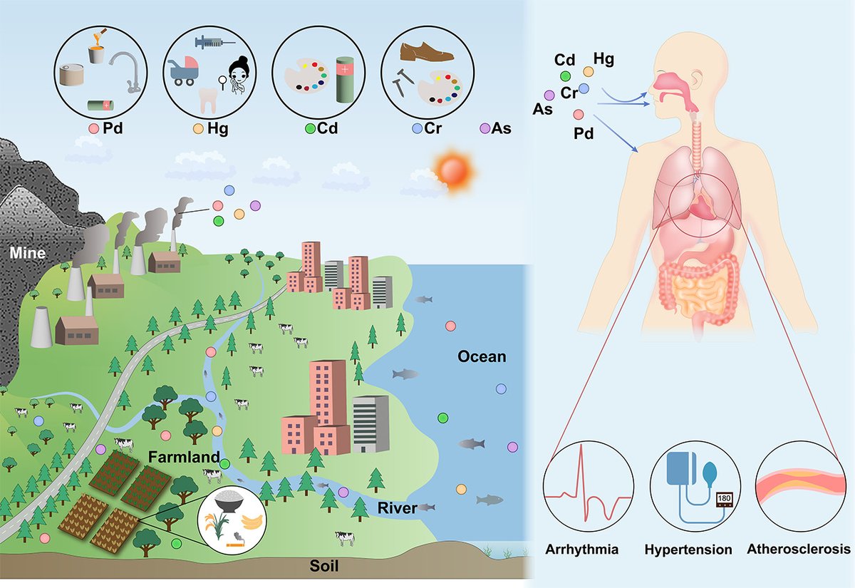 @CircRes #Environmental Impacts on #Cardiovascular Health and #Biology Compendium Alert! Heavy #Metal Exposure and Cardiovascular Disease ahajrnls.org/44mFUWq Authored by Drs. Z Pan, T Gong, and P Liang.