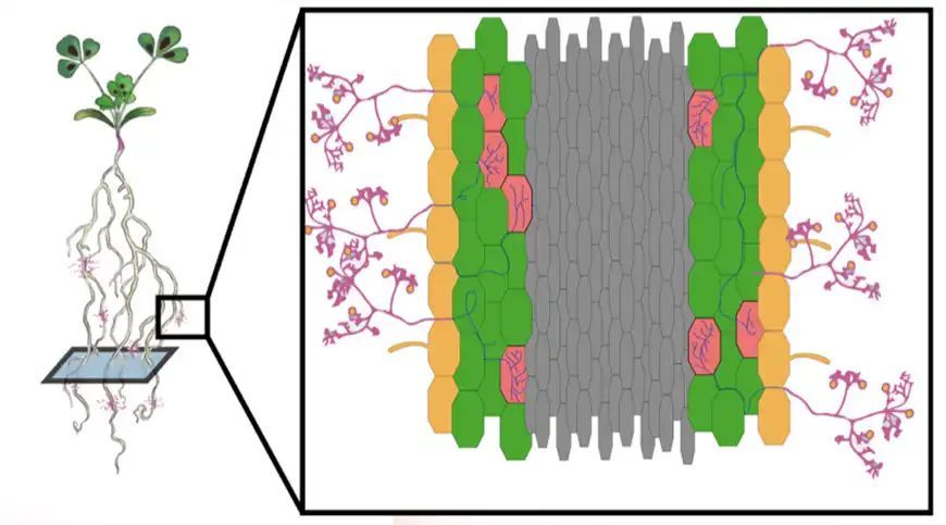 An Inside Look at How Plants and Mycorrhizal Fungi Cooperate buff.ly/3UyjCO6 v @jgi #PlantScience