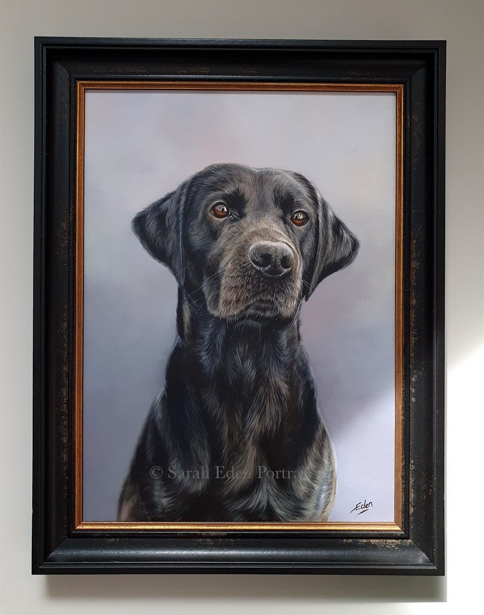 So pleased with how Ted looks in his frame. Think the subtle warm gold brings out his eye colour. I wouldn't typically team a black frame with a black subject as it can leave the subject looking a bit insipid but I think this works
#labrador #blacklab #blacklabportrait #realism