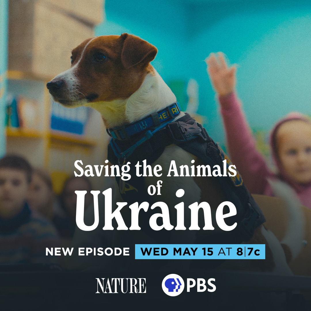 In the midst of violence and war, Ukrainian citizens are coming together to rescue animals that have been left behind by those forced to flee. 

'Saving the Animals of Ukraine' premieres Wednesday, May 15 at 8/7c on PBS. #NaturePBS