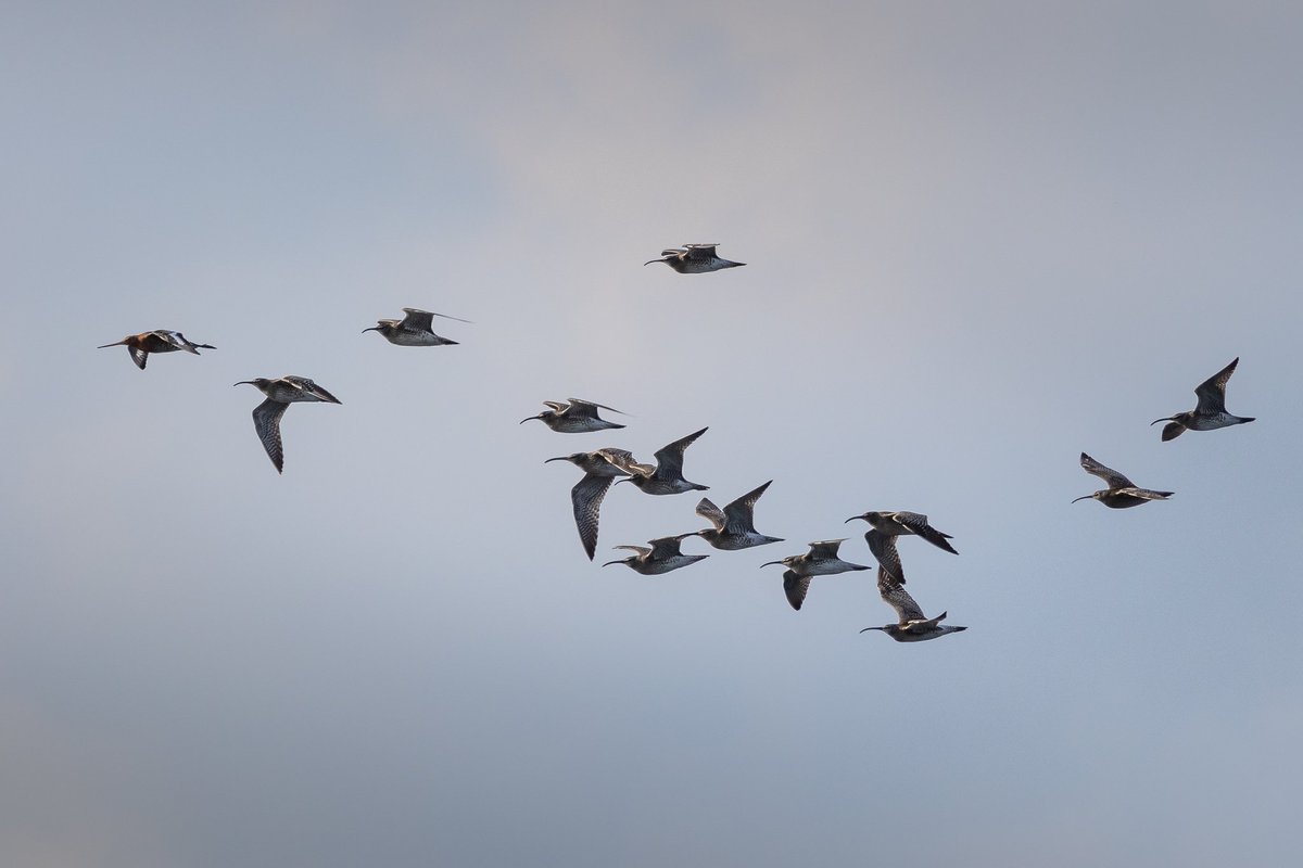 DaveRead18's tweet image. Thirteen Whimbrel and a single Blkwit east though Slaynes this evening, but no Arctic or Black Terns. Has to happen tomorrow, surely 🤞