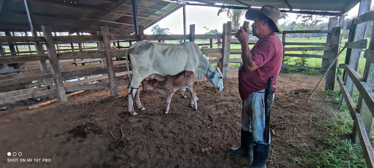 #construyendoganadería es importante administrar calostros en las primeras horas de vida a los terneros, ya que de ello depende en gran parte la fortaleza y crecimiento del animal @Fedegan @cucutapasiongan @jflafaurie @FCerete @cimitarraganado @Fedegansangil @fng_plpailitas