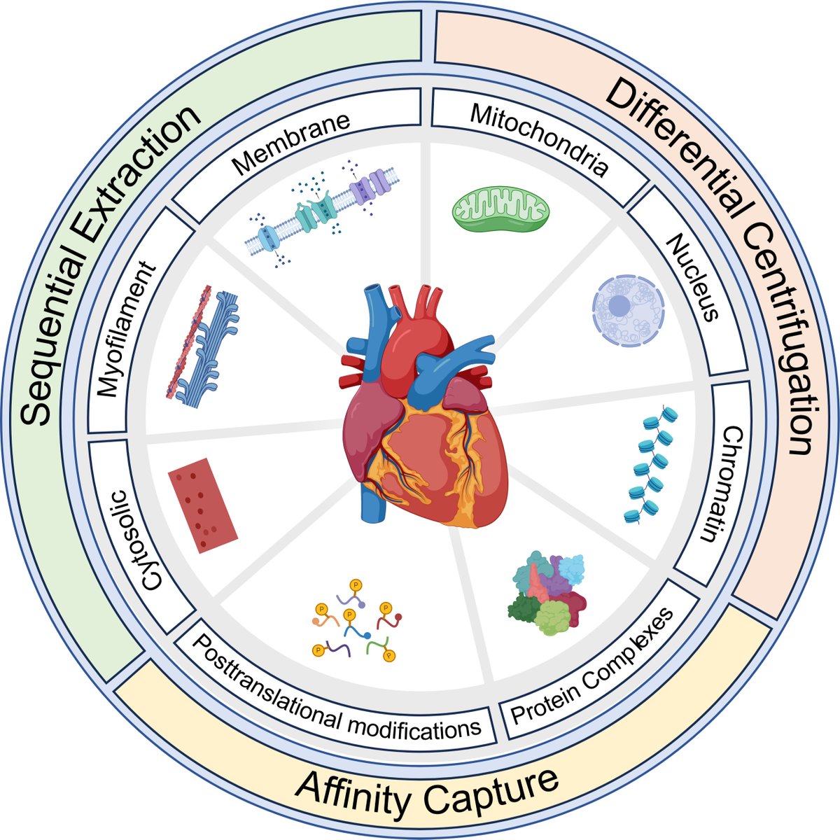 Review by Karpov et al. @cedarssinai encapsulates the evolution, current technologies, and future perspectives of #proteomic -based #MassSpectrometry as it applies to the study of the #heart ow.ly/yISc50RsSRy #Proteomics #Cardiac #Cardiovascular