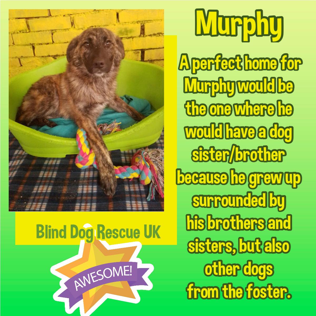 #rehomehour 1/2yo MURPHY is another overlooked lad who really deserves to be loved. He is a beautiful mixed breed dog who looks a bit like a Malinois, with a beautiful, cheerful personality. He loves spending time outside going for long walks & playing with people & other dogs. A