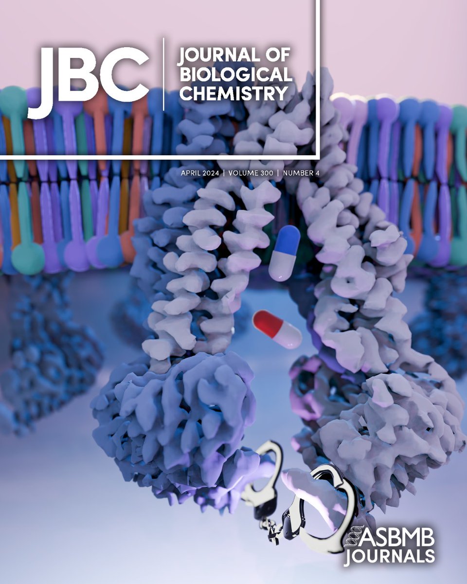 In a @jbiolchem paper, researchers used #cryoEM to show that BmrA opens & closes with a tweezers-like mechanism distinct from the related transporters. Understanding of this mechanism may help prevent multidrug resistance in cancer, bacteria & parasites. jbc.org/article/S0021-…
