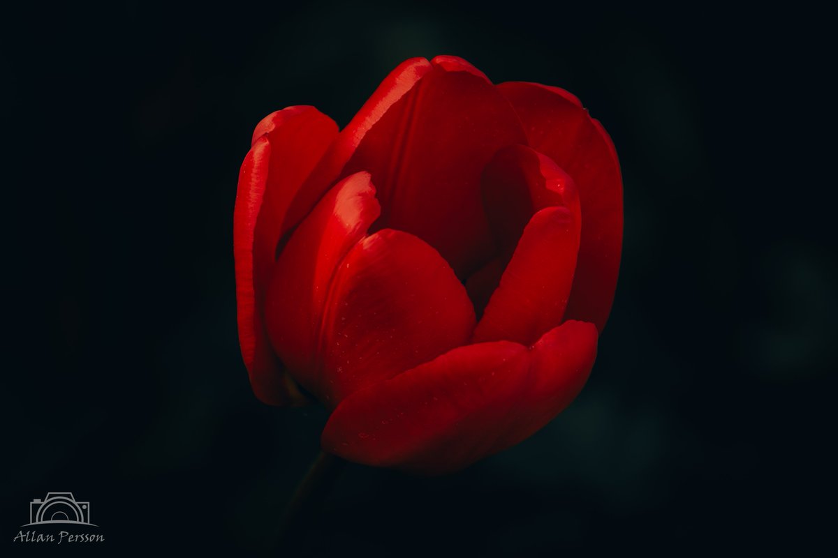 Rød tulipan 🌷
#dknatur #Natur #naturdk #Søften #hinnerup #blomst #tulipan #HeartShape #Flower #MacroPhotography #Valentine'sDay #Heart #Petal #Red #CloseUp #PositiveEmotion