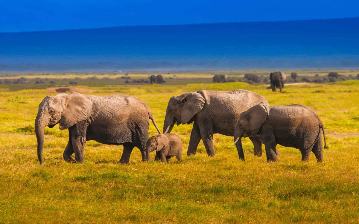 Experience the Great Migration
The Great Migration is a must-see for every wildlife lover visiting Kenya. Thousands of wildebeest, zebra, and gazelle traverse East Africa in what is without a doubt nature's most amazing trek. #VisitEastAfrica

inspiresafaris.com/10-reasons-why…