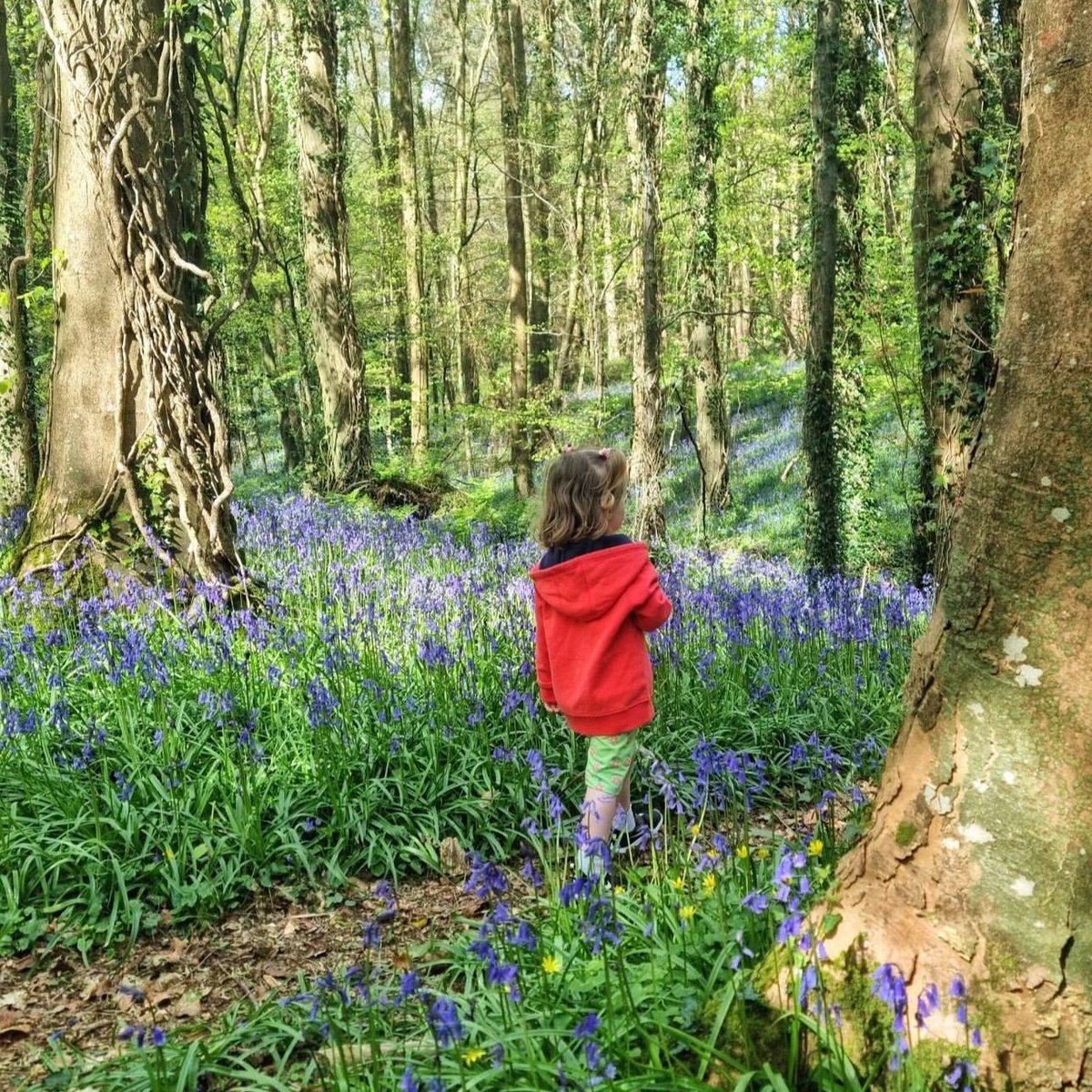 Embark on a journey through a sea of blue as nature adorns its canvas with the vibrant hues of bluebells. 🌿💙

📍 Loughgall Country Park
📸 Credit to @tina_c_photos for this beautiful shot!
_________________
Tag us in your captures using #VisitArmagh

#DiscoverNI #TourismIreland