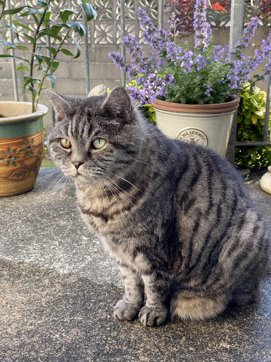 My beloved Bertie Wooster 💙🌈#NationalTabbyCatDay Still missed Every Single Day