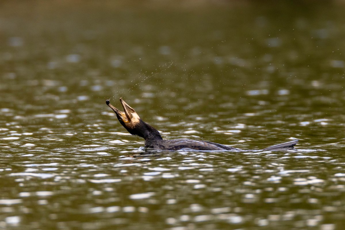 I was down #RoathPark the other day and caught a very dramatic Cormorant that I thought I'd share for  #wildcardiffhour