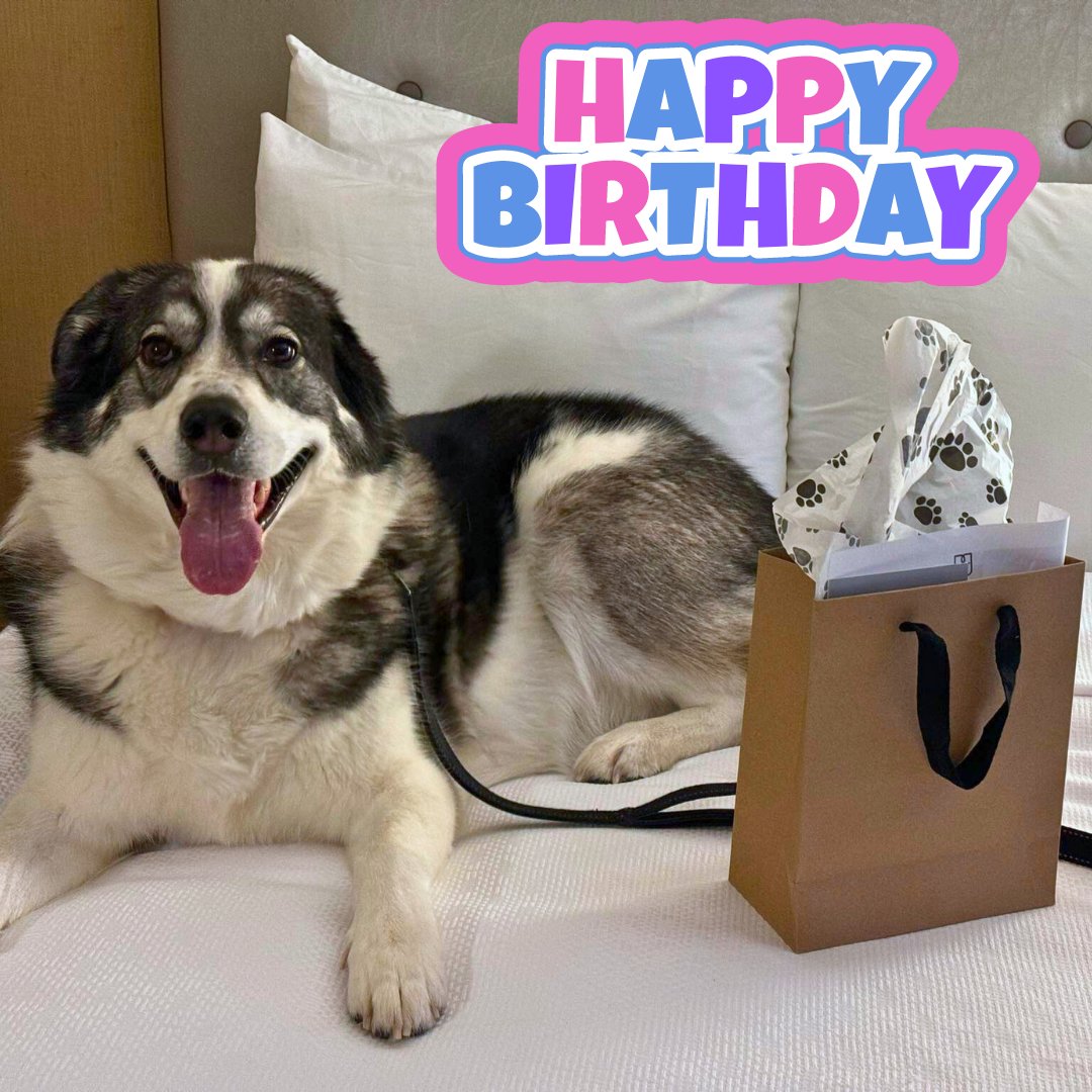 🎉🐾 Help Us Celebrate Remi's Big Day! 🎁🎈 It's a bark-tastic occasion as our co-founder Frank's beloved fur baby, Remi, turns 3 today! 🐶✨ #HappyBirthdayRemi #FurBabyCelebration #ShareTheLove #DogEh