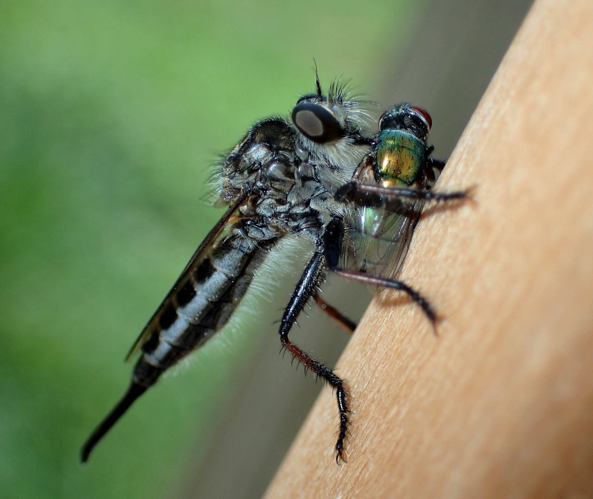 Gnarly_Larvae's tweet photo. Here's a few of my photos for #WorldRobberflyDay. They are great subjects as they usually aren't very skittish. https://t.co/tBRQtmkE3g