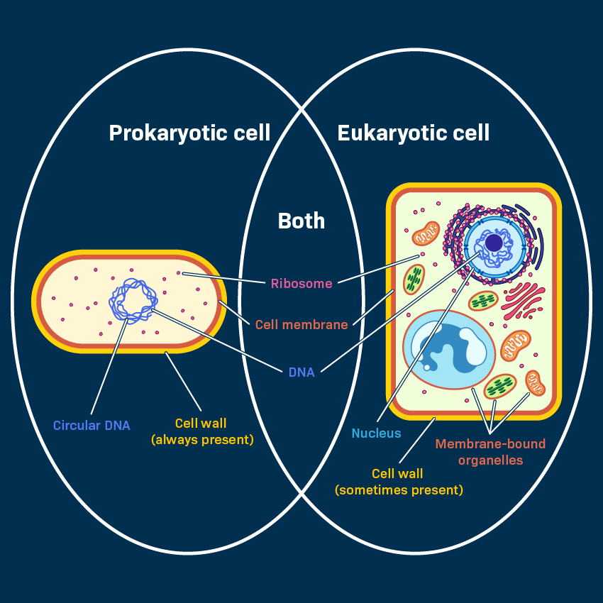 Did you know that all living organisms are made up of cells, but not all cells are the same? Prokaryotic cells, such as bacteria and archaea, differ from the eukaryotic cells found in plants, animals, and fungi. Learn more: ow.ly/Sp2z50RsT2l #ScieEd #LifeSciences