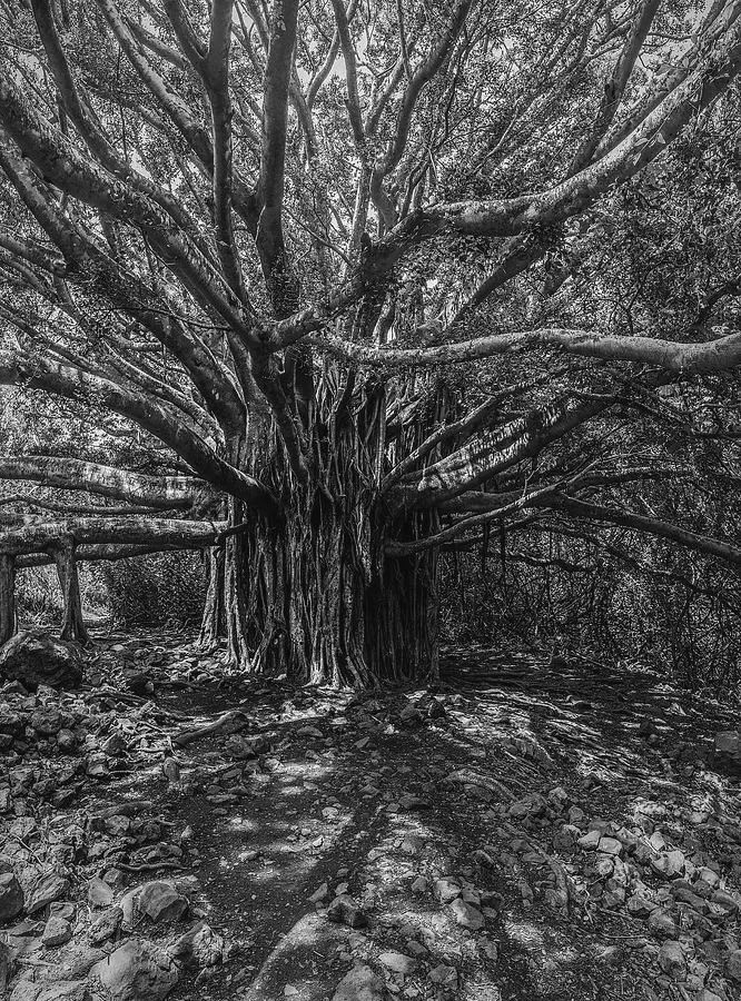 Artwork on sale from Maui!  #picoftheday #wallart #artforsale  #landscapelovers #nature #hawaii #photography  Click link for info and pricing buff.ly/4ddSnzQ #blackandwhitephotography #naturelovers #hana #NatureBeauty #NaturePhotography #naturewalk