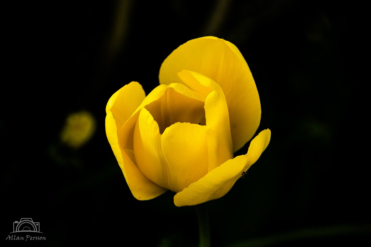 Gul tulipan 🌷
#dknatur #Natur #naturdk #Søften #hinnerup #blomst #tulipan #HeartShape #Flower #MacroPhotography #Valentine'sDay #Heart #Petal #Yellow #CloseUp #PositiveEmotion