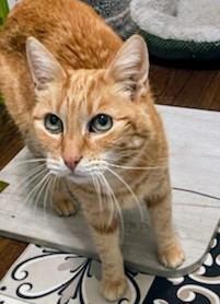 👉🏽SUPER SENIOR ALERT🙏🏽PLZ SHARE 🌼SHY, SWEET 16.8YO #SENIOR ORANGE #TABBY GIRL 'GINGER'🌼 🥠NEEDS A NEW, CALM, PATIENT🏡#FUREVERHOME🏡 ▶4 INFO givemesheltersf.org/adoption/cat.p… 🙏🏽#ADOPT #AdoptDontShop #SANFRANCISCO, #CA #BAYAREA #SpecialNeeds @givemesheltersf #RehomeHour #US #CATS