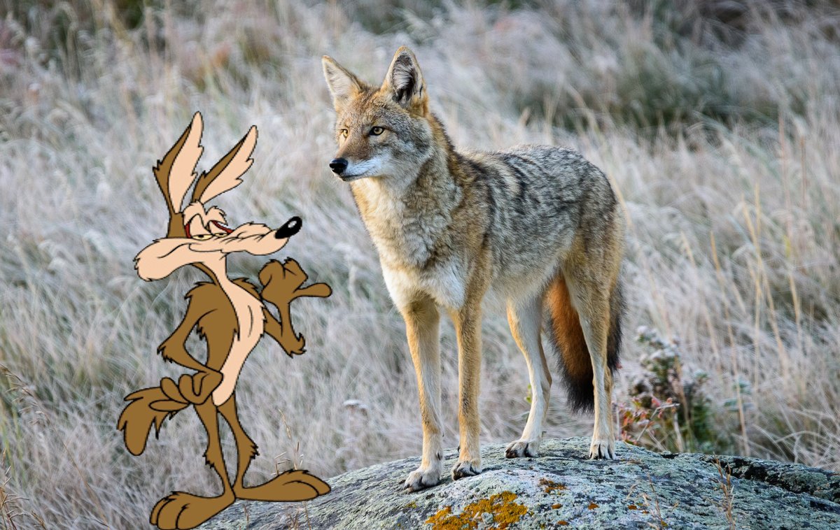 #SaveCoyoteVsAcme #BuyCoyoteVsAcme #CoyoteVsAcme #ReleaseCoyoteVsAcme 
We should seriously just start putting Wile E Coyote in random photos #Coyotephoto