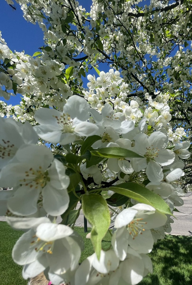 April 🌧️ bring May (ish) 🌸 #MIwx #Detroit