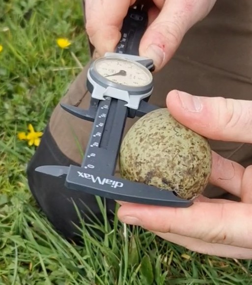 To quote @Philip82903112, silly season is starting! Curlew eggs can be weighed and measured (under licence) to estimate their hatching date @frank_osterberg @CurlewAction