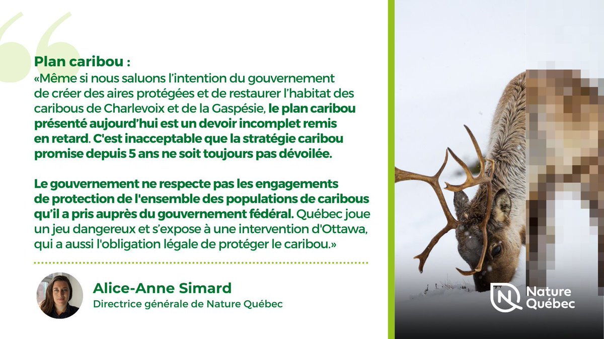 COMMUNIQUÉ 📢 - Le plan caribou présenté par le @GouvQc est un devoir incomplet remis en retard, dit Nature Québec -> naturequebec.org/strategie-cari… @guyaroy @stephaneblais5 @DavidRemillard @StephaRousseau #polqc #cariboujetaime #caribous @s_guilbeault @CharetteB