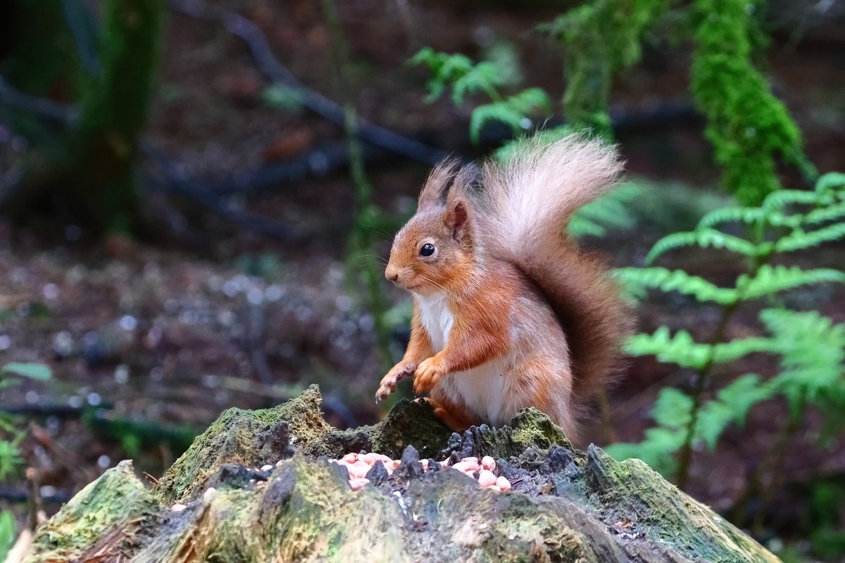 After a few hectic days at work, thought I would head into the forest to chill out with the reds. Moulting starting but hanging on to his tufts. #redsquirrel @lomondtrossachs #nature #wildlife #naturephotography #wildlifephotographer