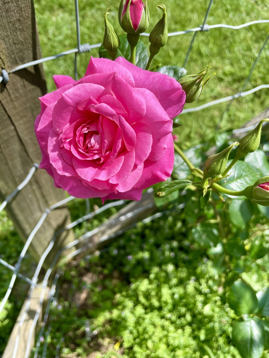 More roses for you, hope you enjoy.