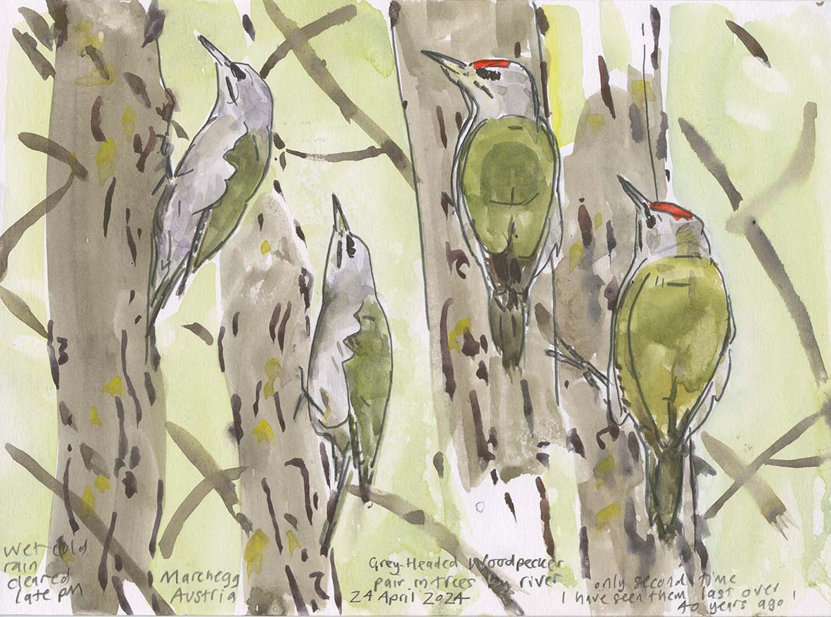 Grey-headed Woodpecker Picus canus pair, in floodplain forest at Marchegg, Austria last week - the first I have seen since 1984!