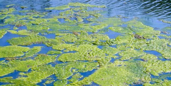 Mixed Algae Conversion Research Opportunity Will Award up to $18.8 Million to Address R&D Challenges in Converting Algae to Biofuels and Bioproducts bit.ly/4djVciK #biofuel #bioproducts #algae #environmentallaw @lawbc