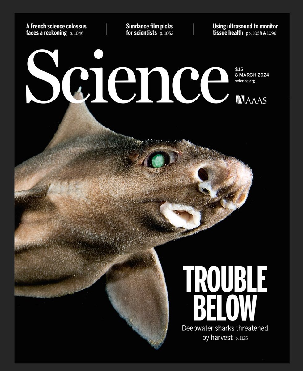 Very interesting interview with @BritFinucci (ultra cool shark scientist at NIWA in Wellington) talking about her extensive paper in the cover of Science on deep sea sharks and their liver oil trade. (And her dislike for some cars) podcasts.apple.com/us/podcast/bey…