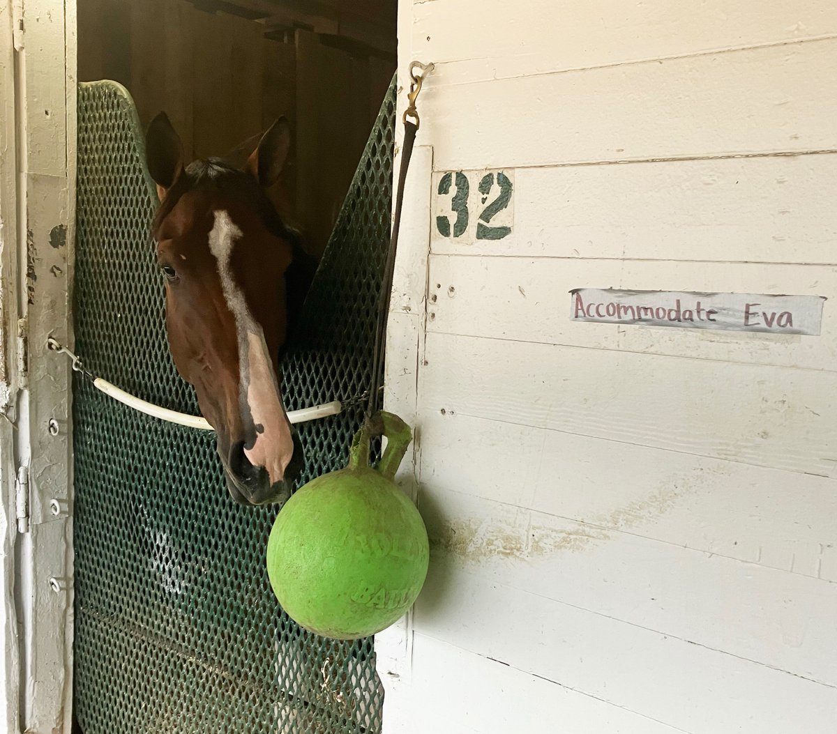 💫 #Keeneland September grad ACCOMMODATE EVA is having a ball before her start in the $600,000 Eight Belles S. (G2) on #KentuckyOaks Day! 💫 Valene Farms #LegacyBuilder 🏇🏆🌺 @DallasStewart3 @brad_king74 @ToddFincher #iwishiwasahorse #kentuckyderby