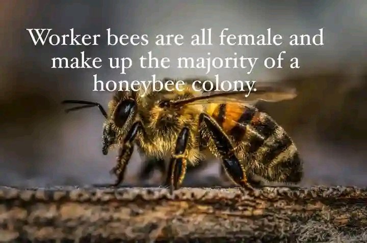 @BeeAsMarine 1 st may as the world celebrate s world labour day, let's celebrate the 'Bee the worker'🐝 too!🌱💚🌼🐝