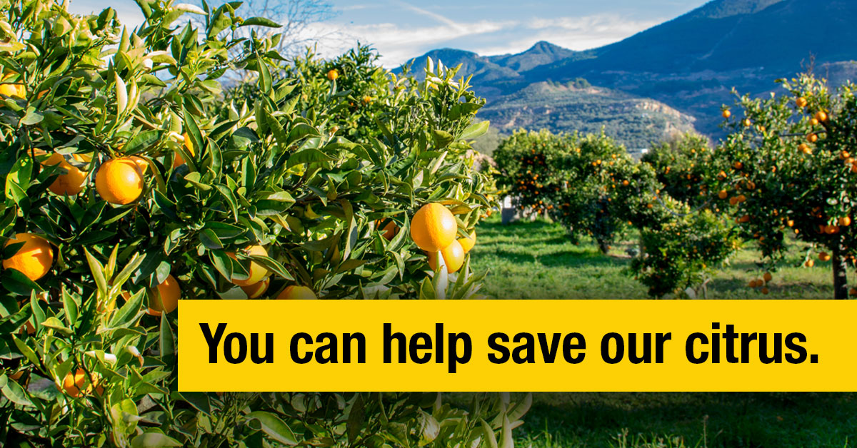 🍊 Today is National Orange Juice Day, but our citrus fruits need our support more than ever. Invasive pests pose a serious threat to our beloved oranges, lemons and more. Discover how you can help: aphis.usda.gov/plant-pests-di… #NationalOrangeJuiceDay #ProtectOurCitrus