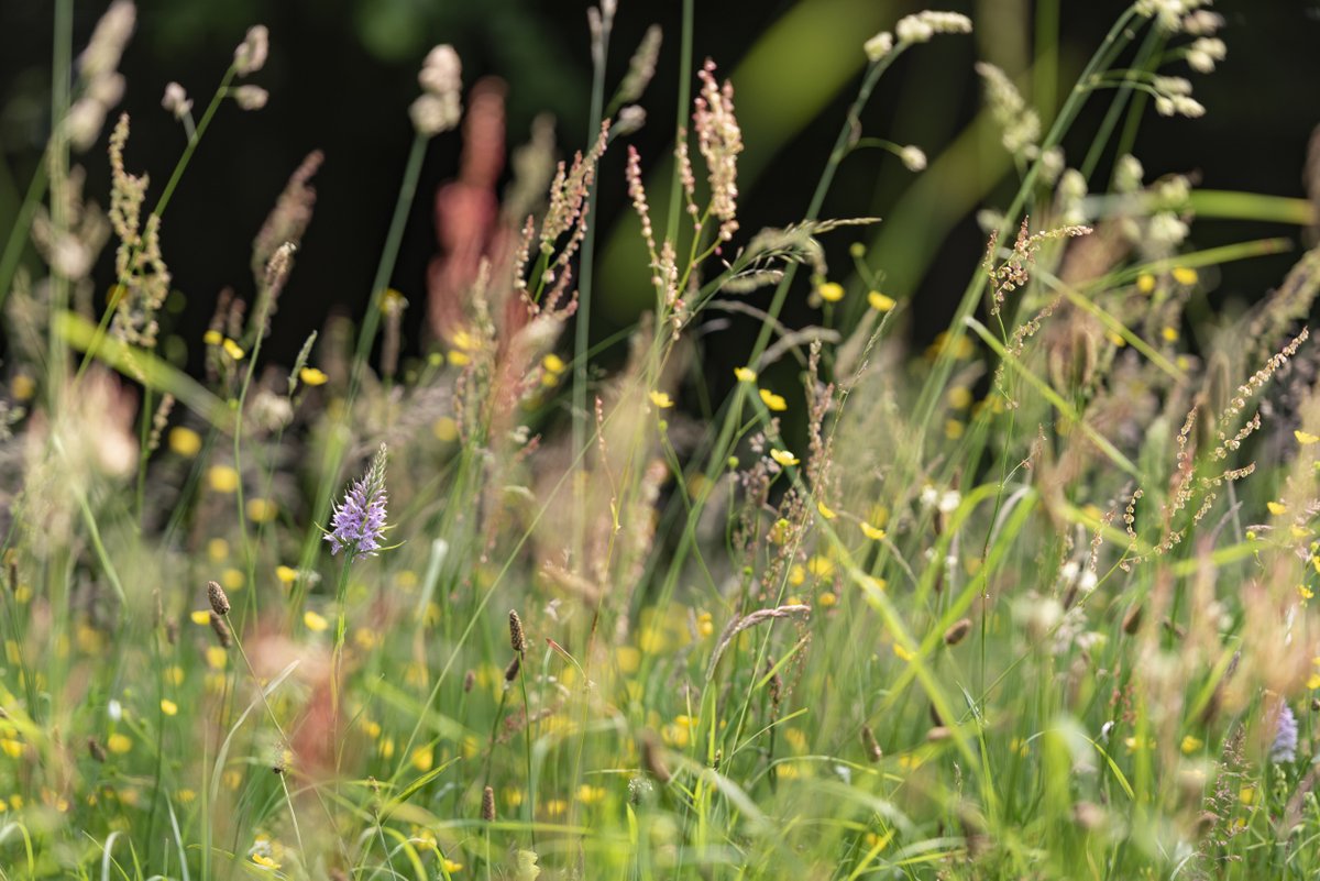 #NoMowMay If you visit some of the gardens and parklands we care for in May, you'll see areas of grass deliberately left uncut. Join in by leaving your lawn to grow and give pollinators the boost they need. Visit the @love_plants website to sign up: bit.ly/40HEz9o